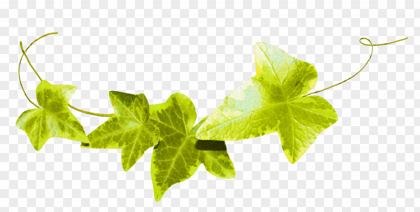 Green Leaves Leaf Fond Blanc Ivy Clip Art PNG