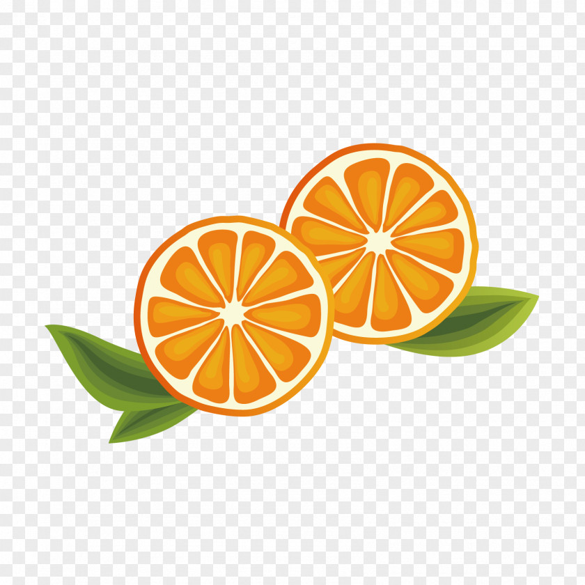 Oranges Vector Graphics Illustration Euclidean PNG