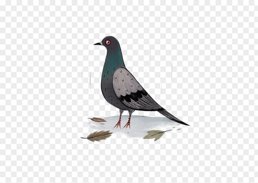 Pigeon Columbidae Bird Rock Dove Drawing PNG