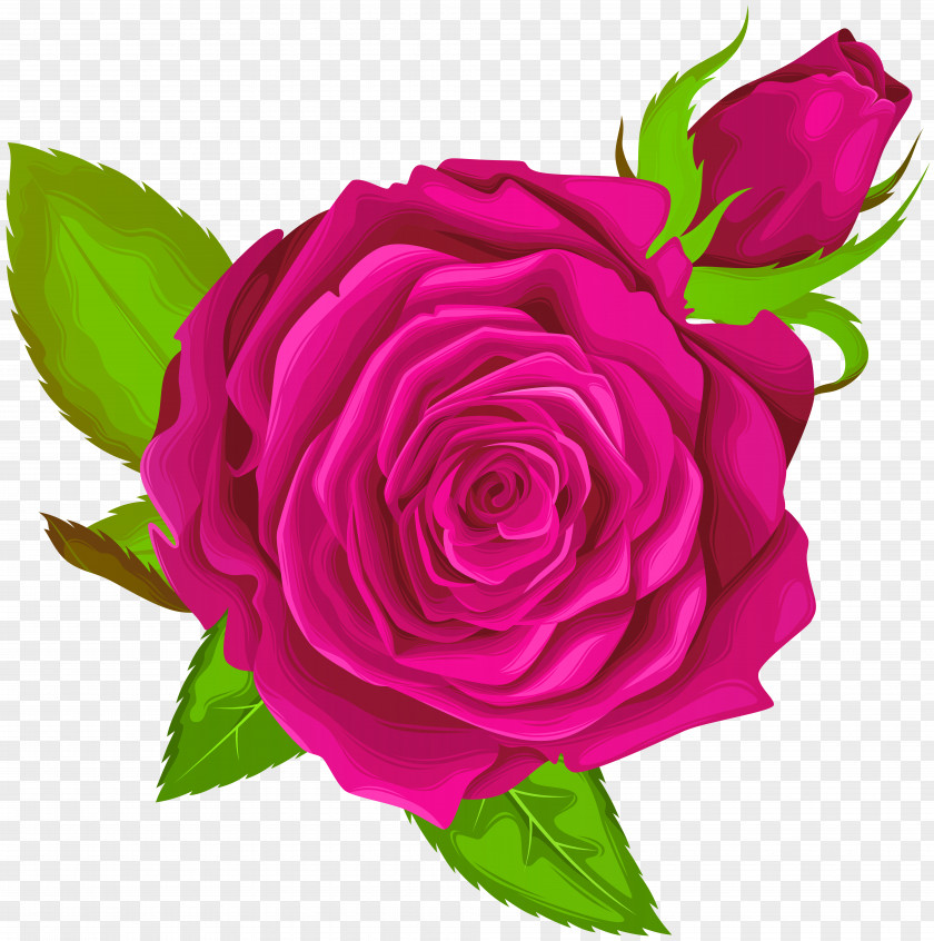 Pink Rose Decorative Clip Art Image Garden Roses Centifolia PNG