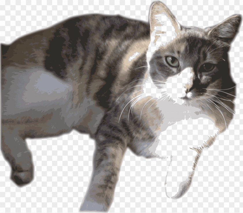 Rambo American Shorthair Manx Cat Wirehair European California Spangled PNG