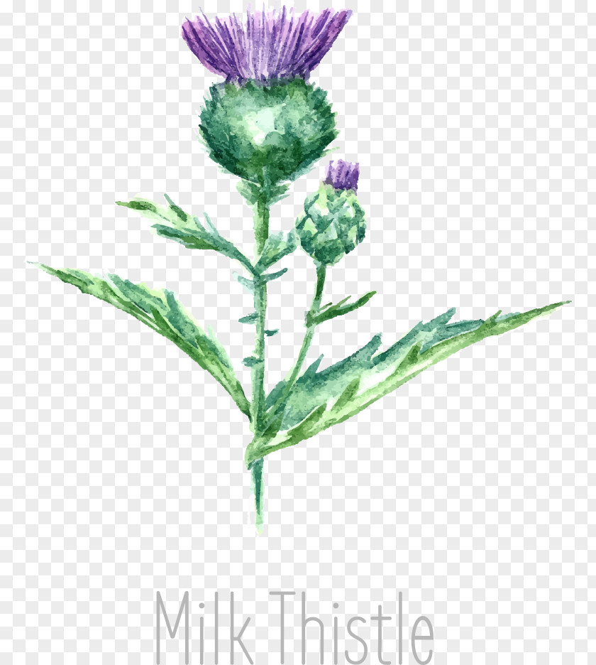 Vector Milk Thistle Drawing Watercolor Painting PNG