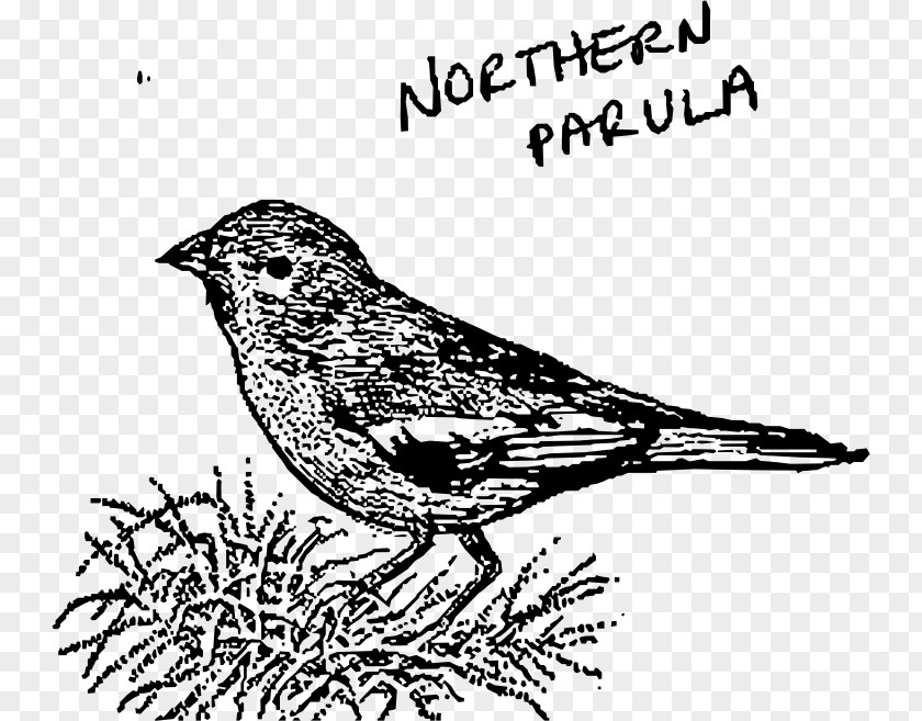Bird House Sparrow Line Art American Sparrows Northern Parula PNG
