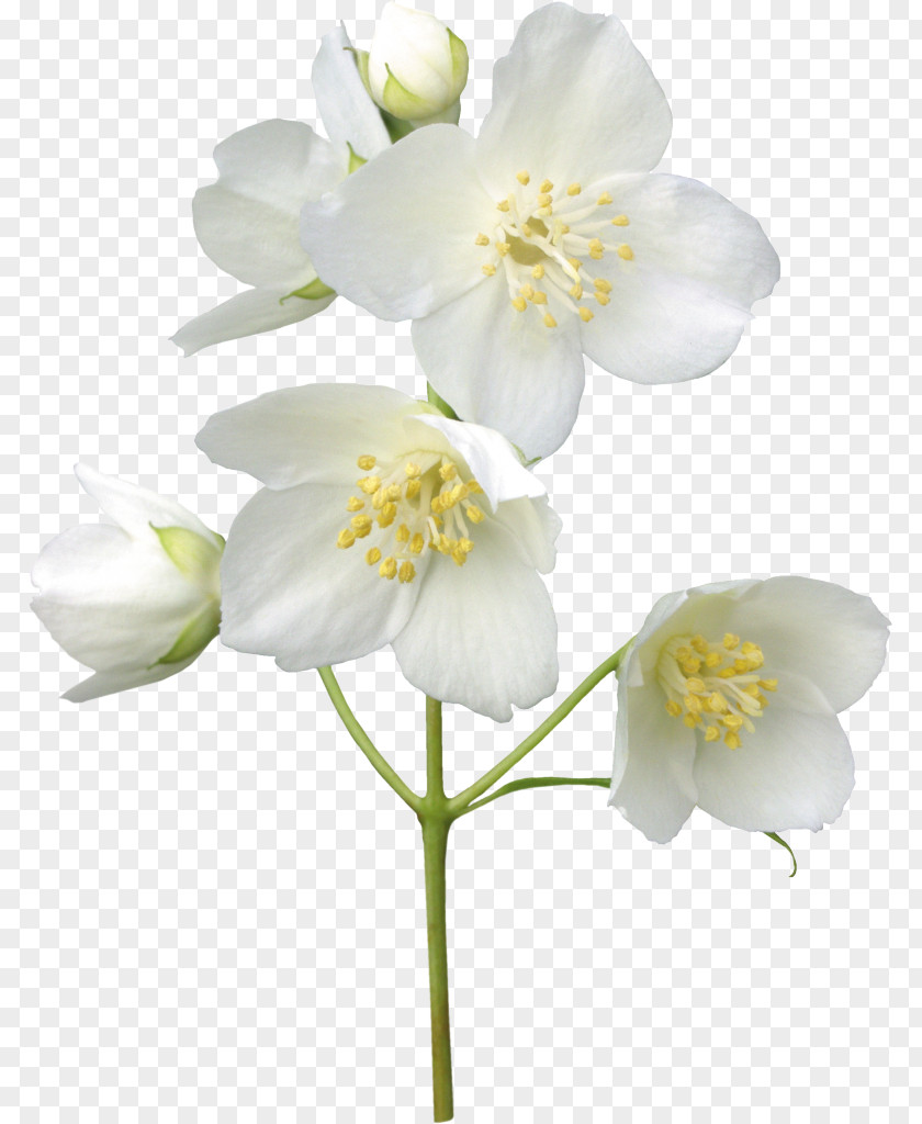 Jasmine Stock Photography Flower Royalty-free PNG