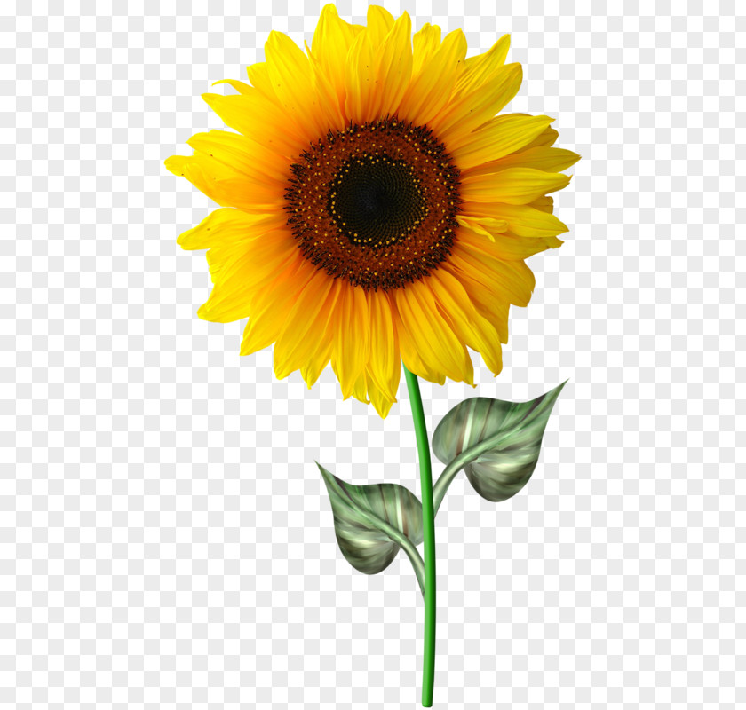 Sleepy Common Sunflower Drawing PNG