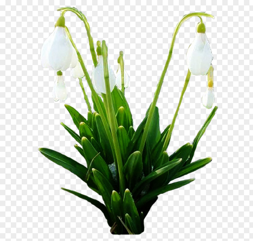 Snowdrop Spring Cut Flowers Plant Stem Floral Design PNG