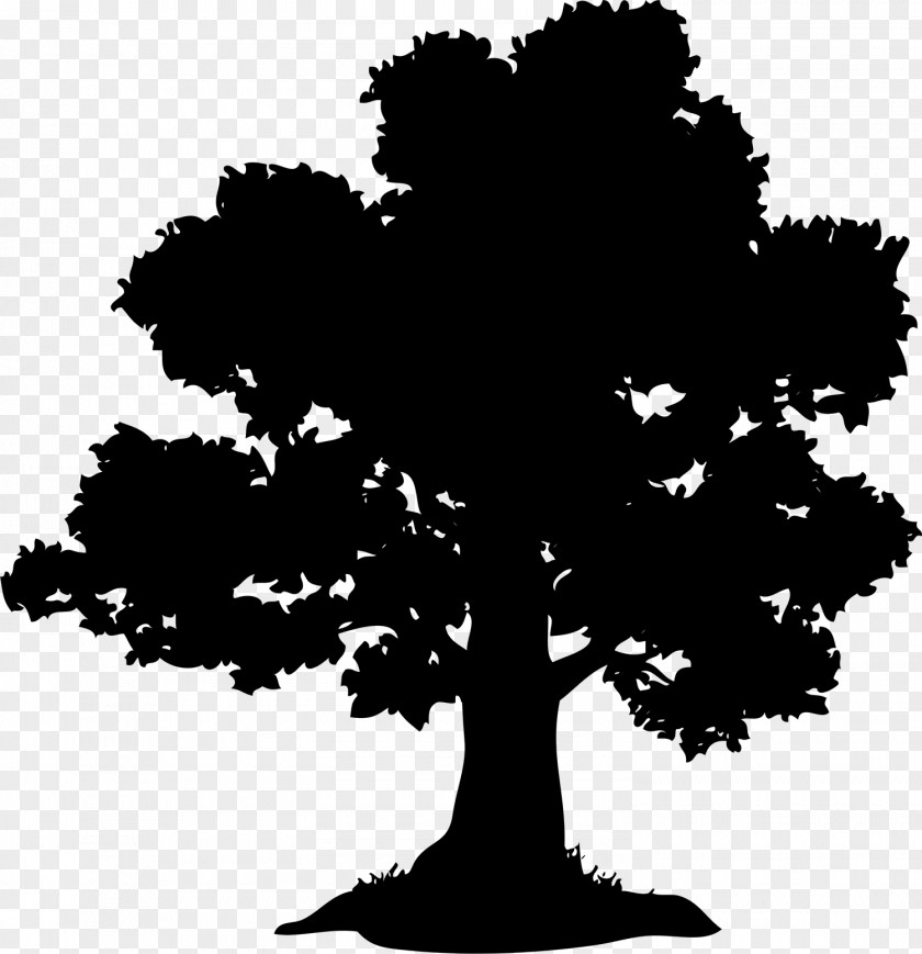 Tree Oak Chestnut Acorn PNG