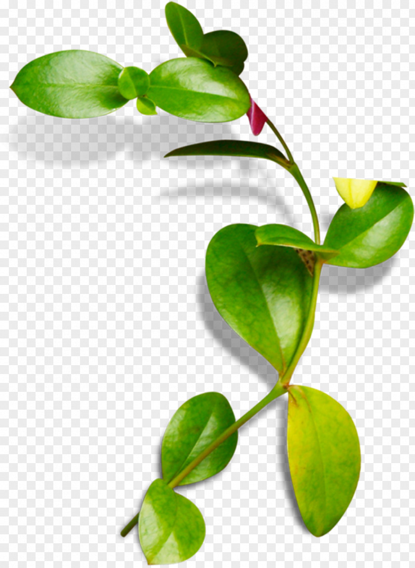 Vines Are Available For Free Download Leaf High-definition Television PNG