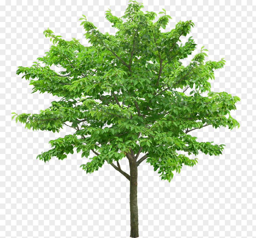 Arbol Tree Stock Photography Royalty-free PNG