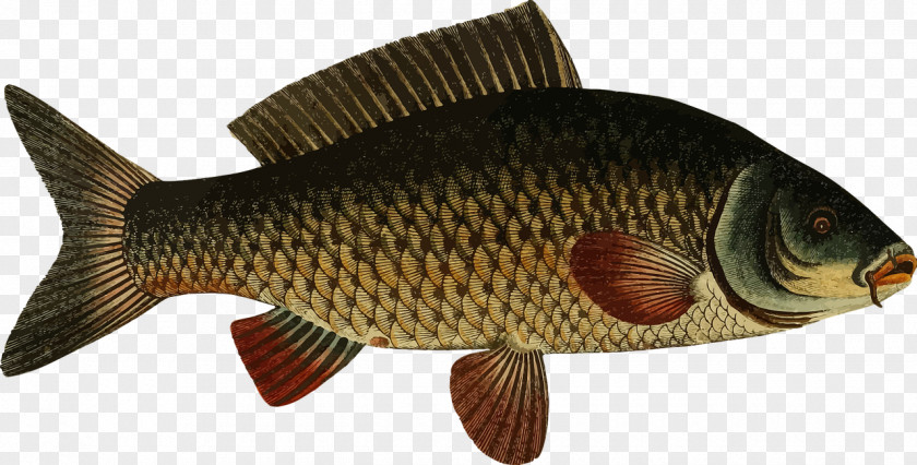 Fancy Fish Carp Koi Freshwater Clip Art PNG