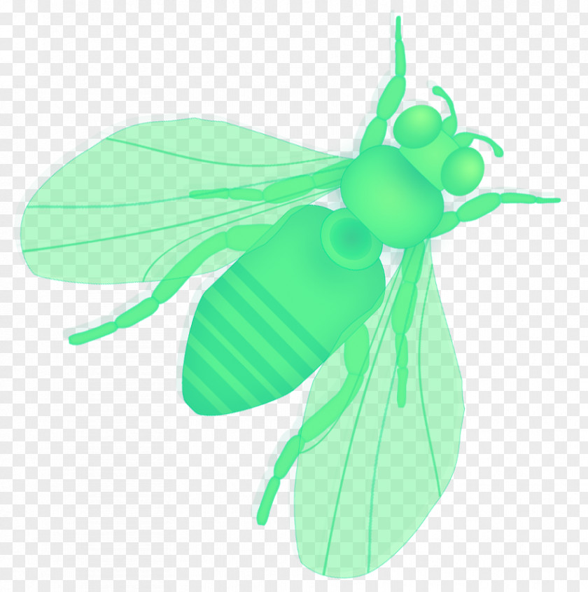 Insect Leaf Clip Art PNG