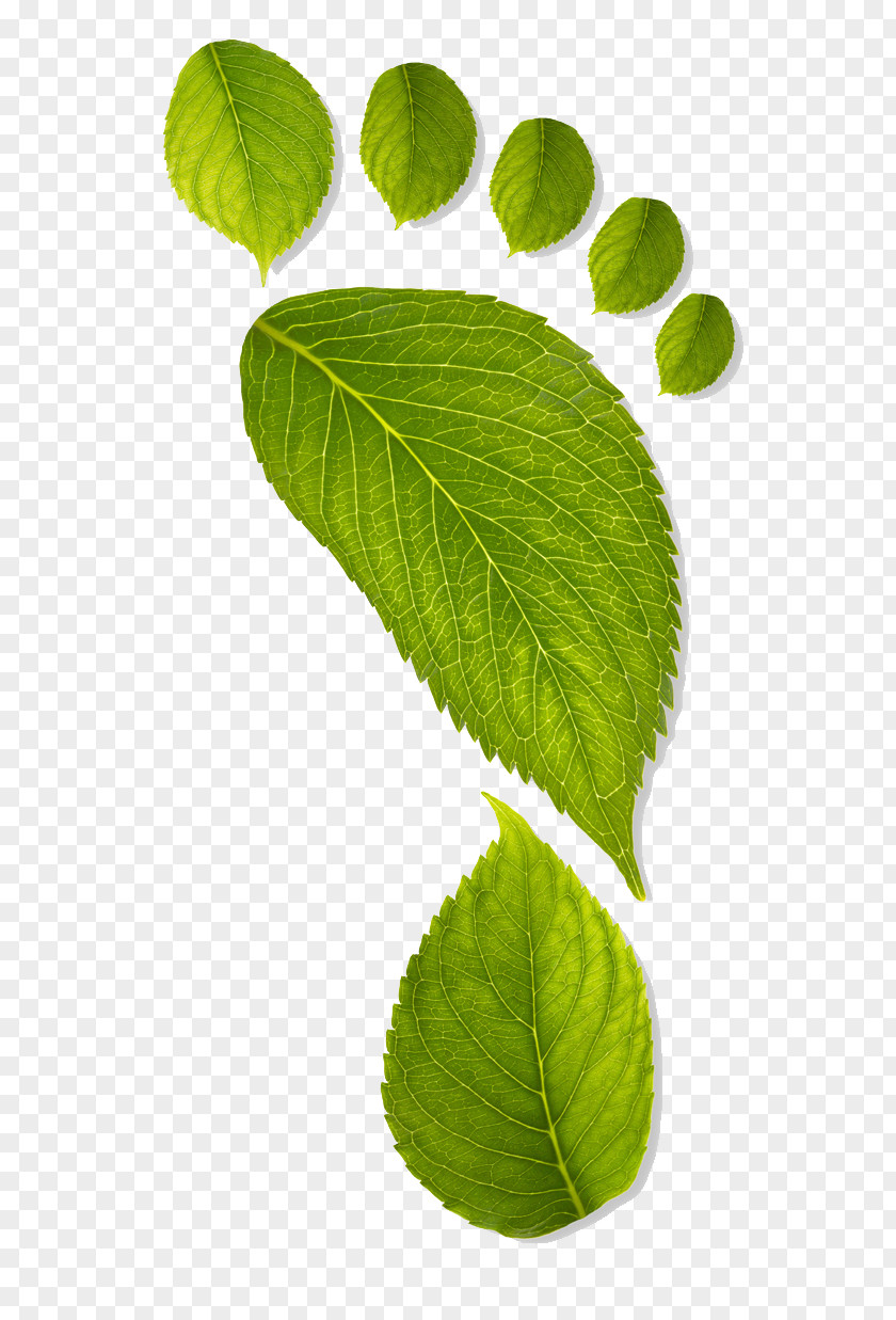 Leaf Watercolor Earth Environmentally Friendly Carbon Footprint Sustainability Green PNG