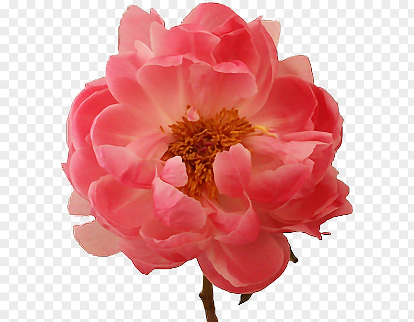 Peony Flower Paeonia 'Coral Charm' Lactiflora Stamen PNG