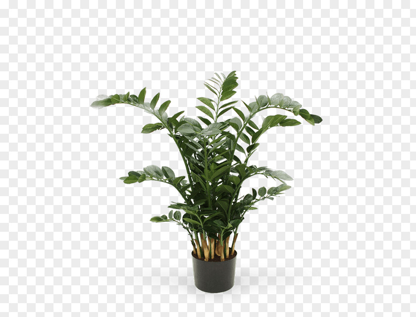 Pianta Verde Zamioculcas Zamiifolia Plant Chamaedorea Elegans Flower Leaf PNG