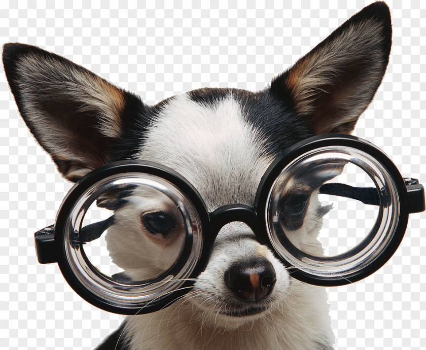 Chien Chihuahua Puppy Glasses Dog Training Breed PNG