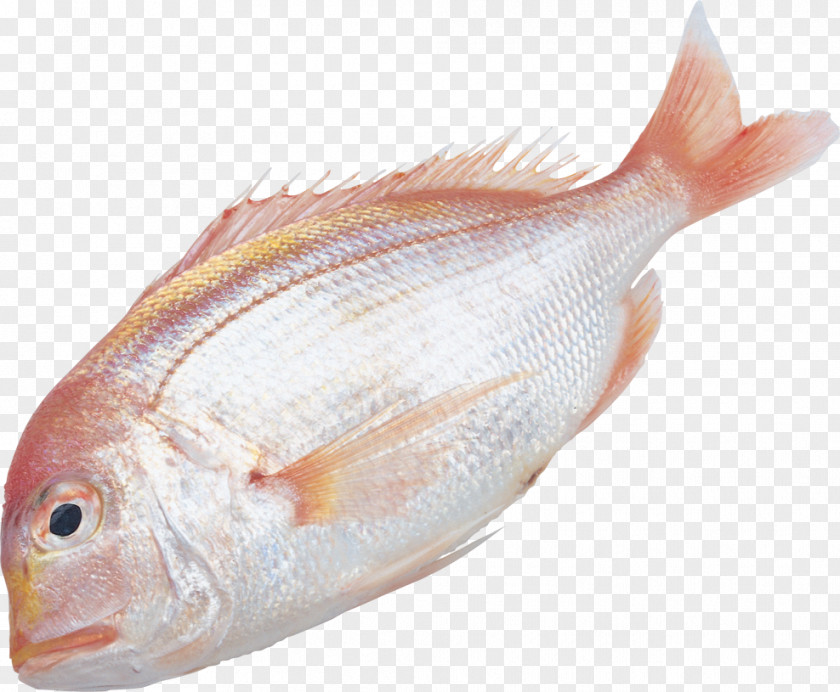 Fish Information Clip Art PNG