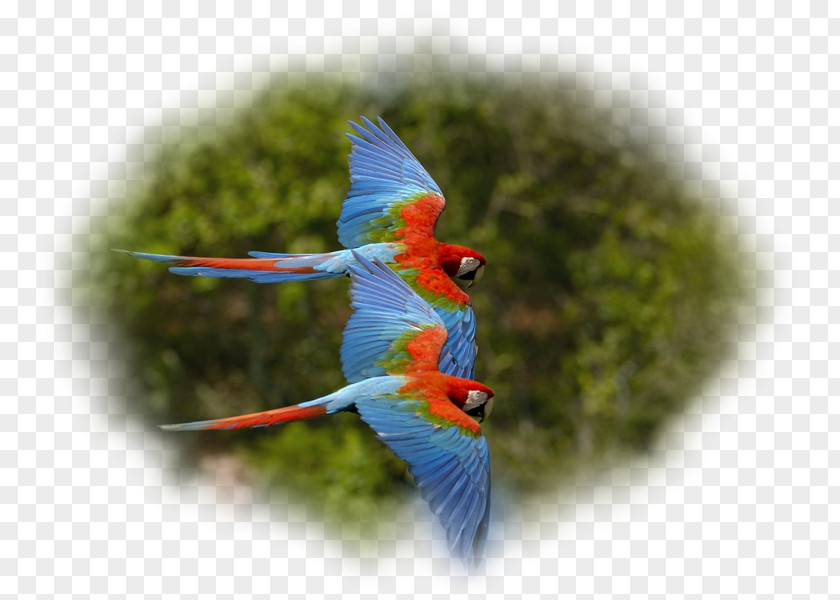 Parrot Bird Red-and-green Macaw Scarlet PNG