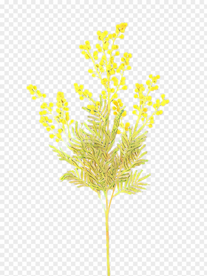 Yellow Plant Leaf Flower Grass PNG