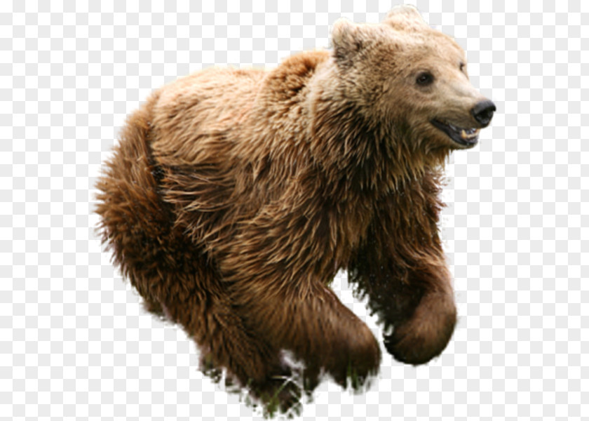 Bear Mexican Grizzly Brown Animal PNG