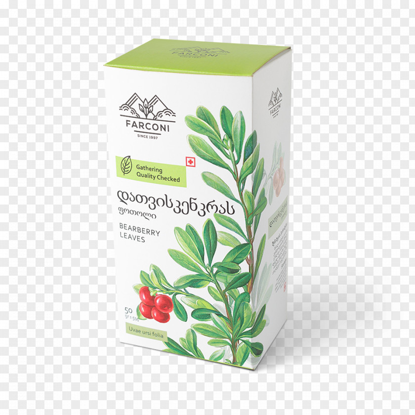 Bearberry Herb Georgia სამკურნალო მცენარეები Berry Tea PNG