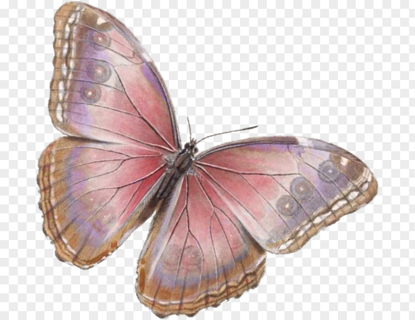 Citing Butterfly Insect Clip Art Image PNG