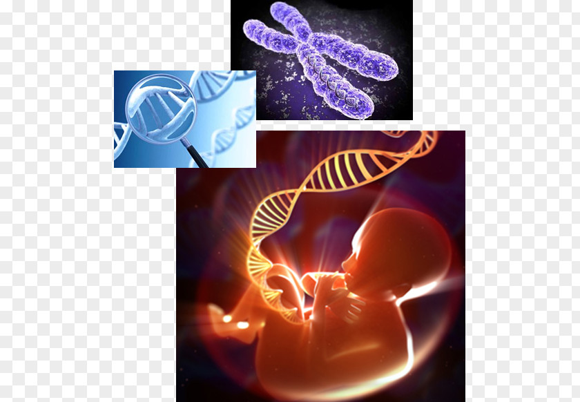 Errands Human Genome Genetics DNA PNG
