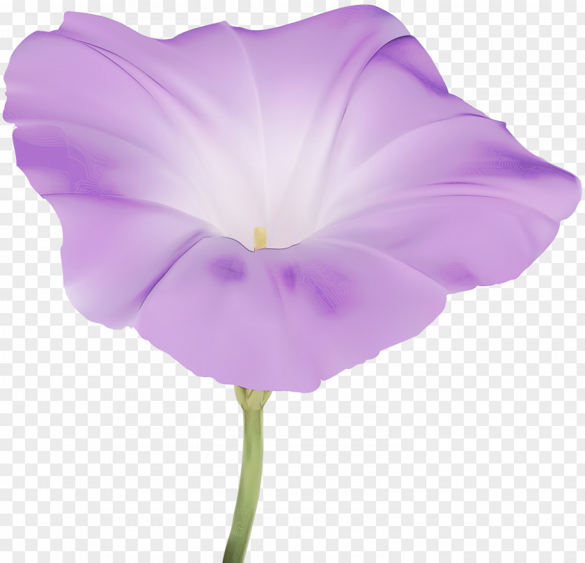 Geranium Wildflower Pink Flower Cartoon PNG