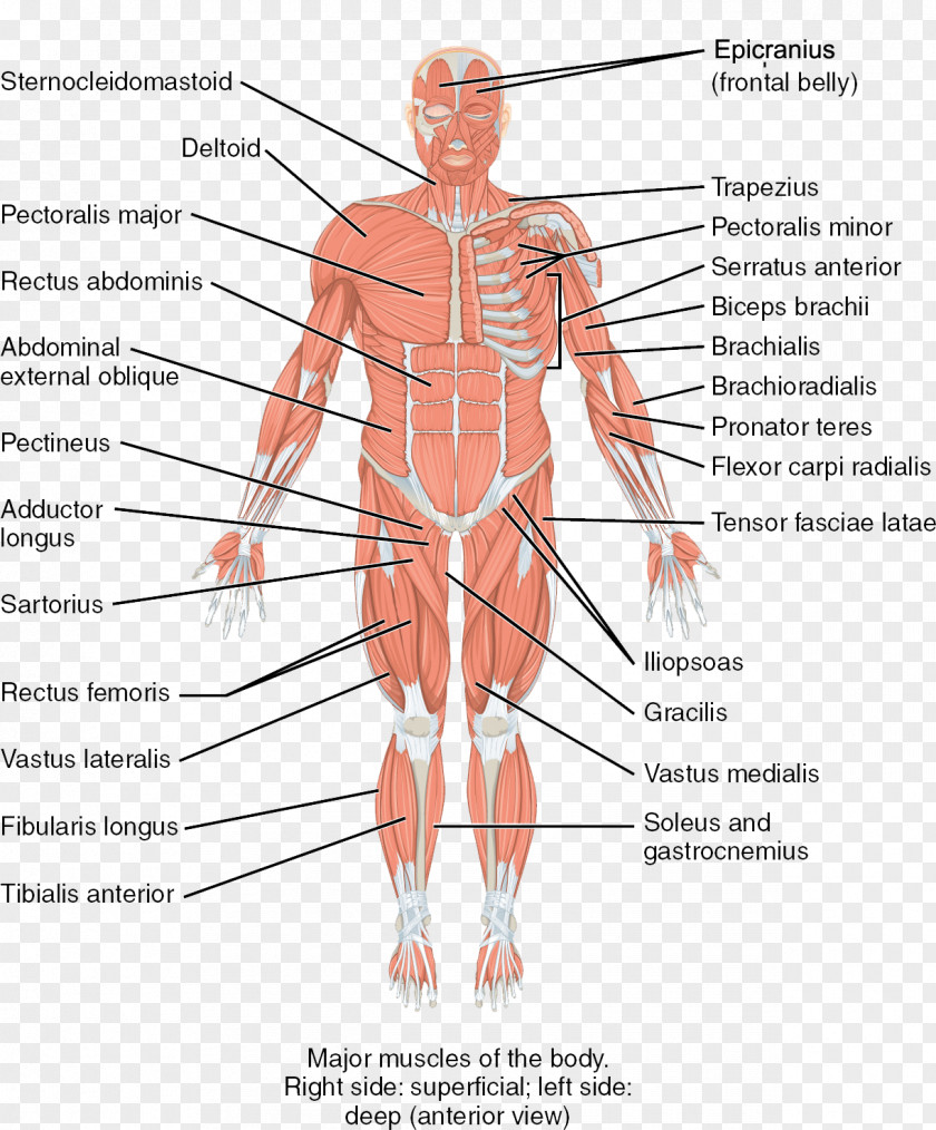 Human Body Skeletal Muscle Skeleton Anatomy PNG