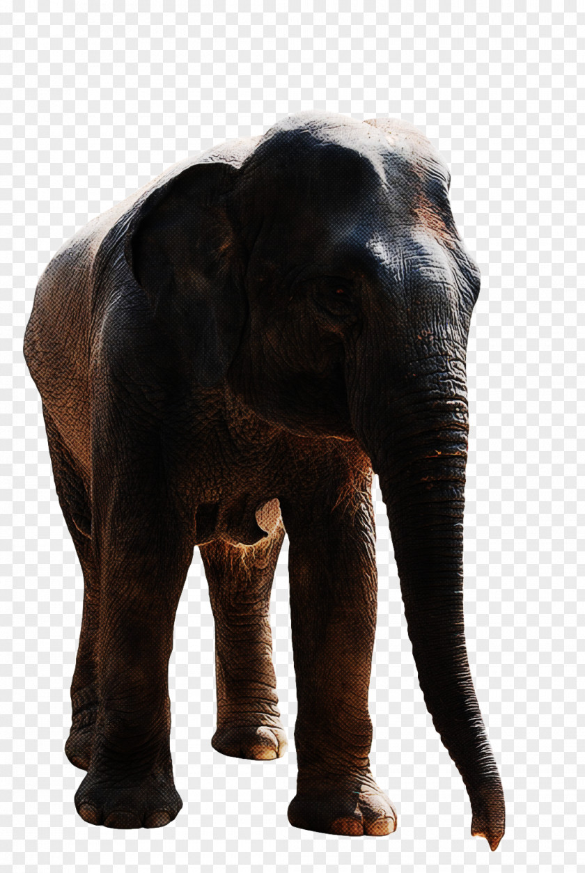 Indian Elephant PNG