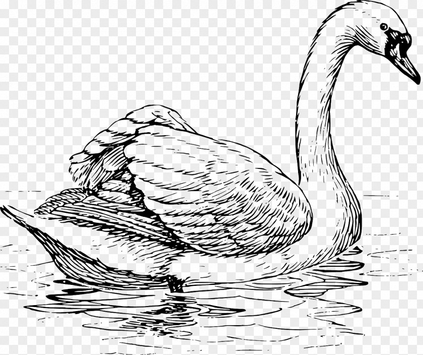 Swan Black Trumpeter Whooper Bird Drawing PNG