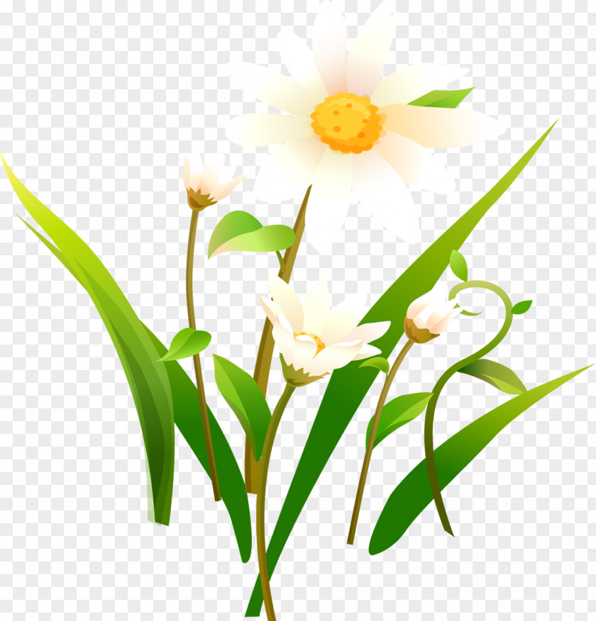 Camomile Flower Of The Fields Matricaria Clip Art PNG
