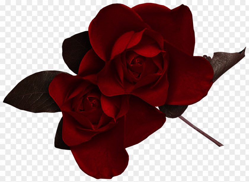 Gothic Rose Desktop Wallpaper Flower Clip Art PNG