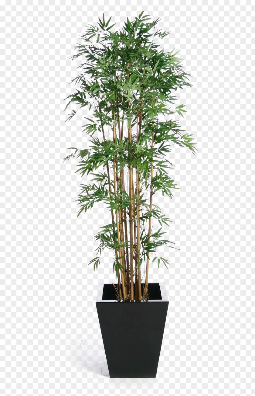 Green Bamboo Potted Buckle Weeping Fig Tree Houseplant Banyan PNG