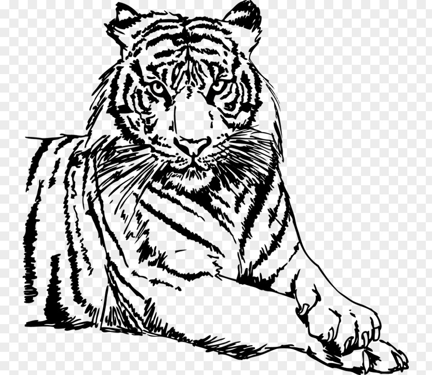 Tigre Animado Drawing White Tiger Clip Art PNG
