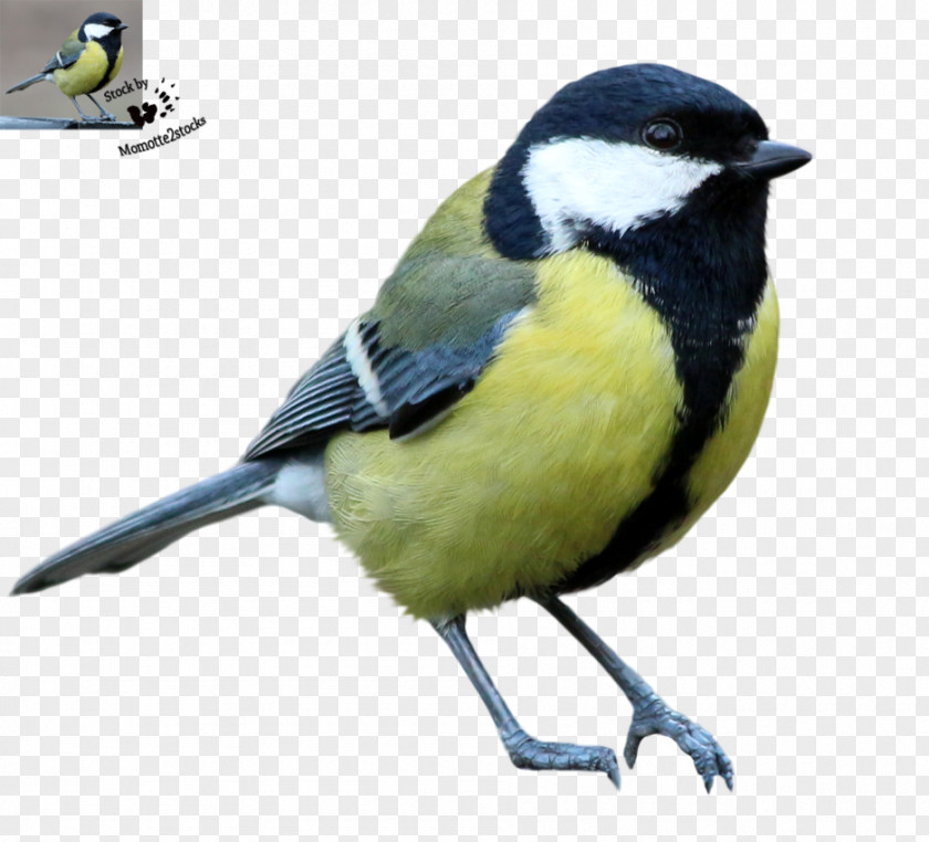 Birds Songbird Great Tit Cat PNG