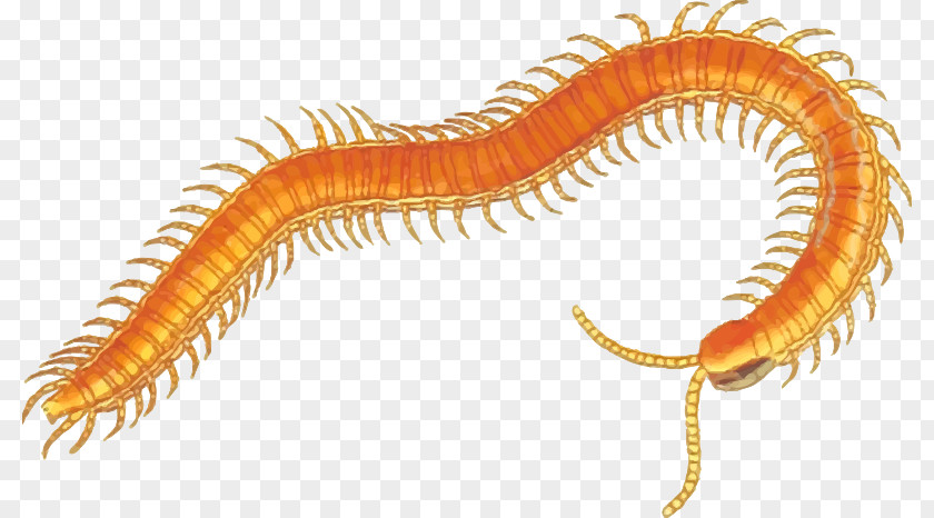 Centipede Cliparts Millipedes And Centipedes A Clip Art PNG