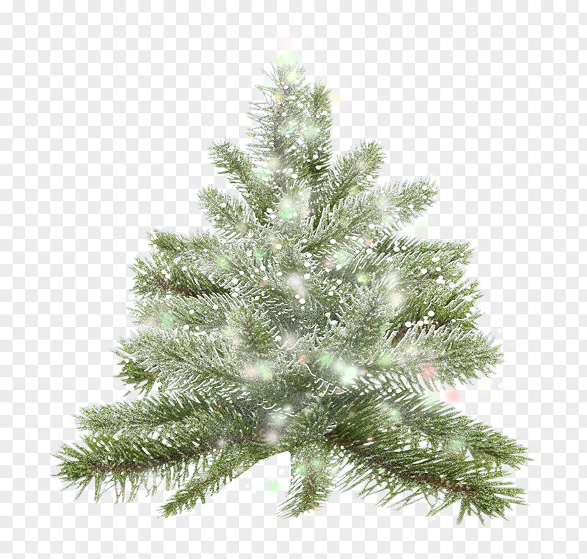 Christmas Tree Spruce Pine PNG