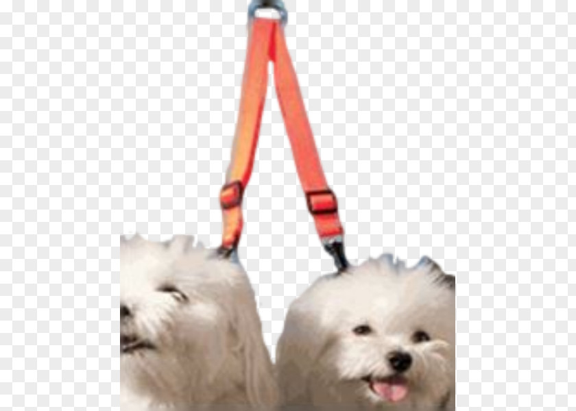 Keep Pets Maltese Dog Havanese Puppy Breed Companion PNG