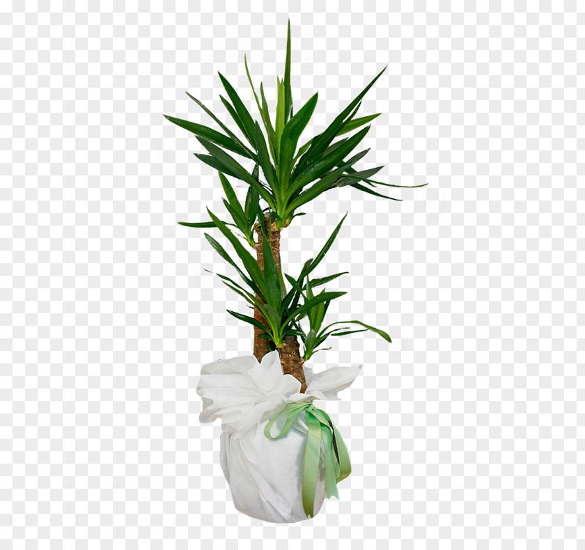 Leaf Arecaceae Flowerpot Houseplant Evergreen PNG