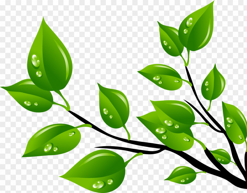 Rama Leaf Green Clip Art PNG