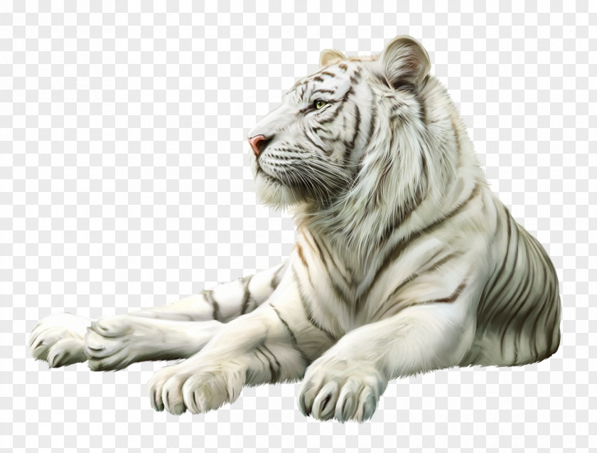 Tiger Lion Cat Gray Wolf Animal PNG
