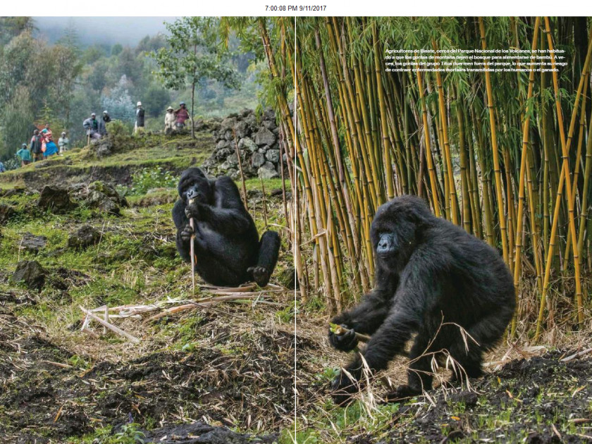 Gorilla Virunga Mountains Volcanoes National Park Mountain Western Lowland Chimpanzee PNG