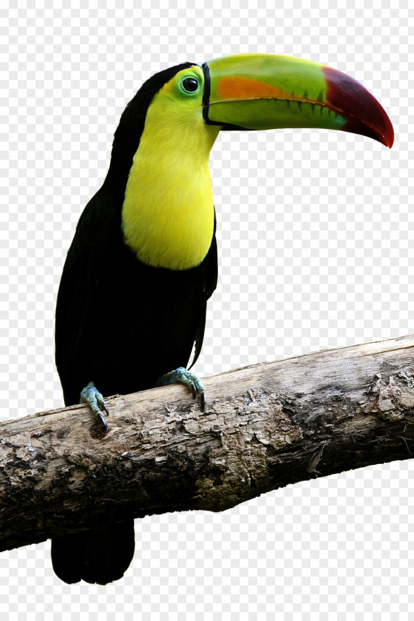 Parrot Bird Toco Toucan Beak PNG