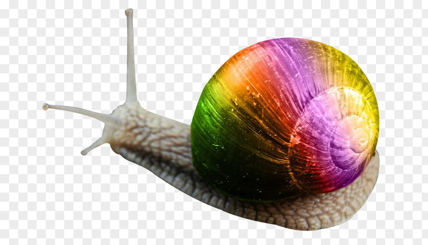 Snail Orthogastropoda PNG