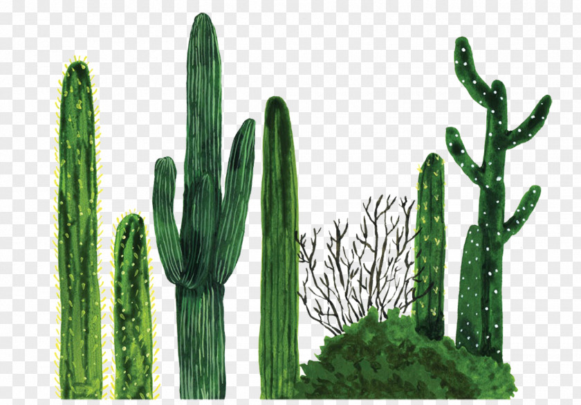 Cactus Plant Tapestry Cactaceae Textile Blanket PNG