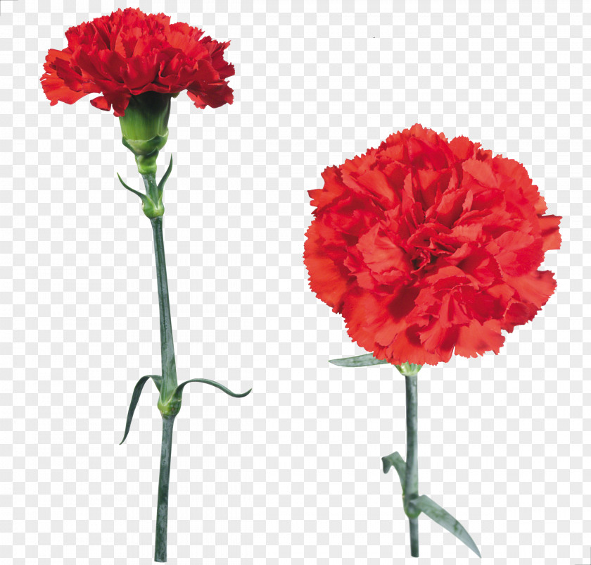 Flower Clip Art Clove Carnation PNG