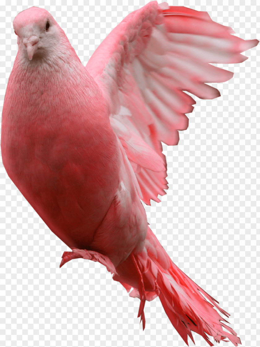 Pink Pigeon Image Domestic Blessing PNG