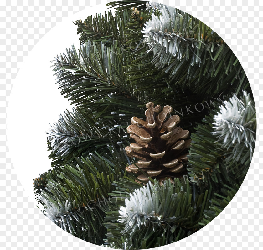 Raj Fir Spruce Pine Christmas Ornament Conifer Cone PNG