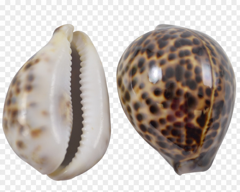Seashell Clam Cypraea Tigris Cowry Conchology PNG
