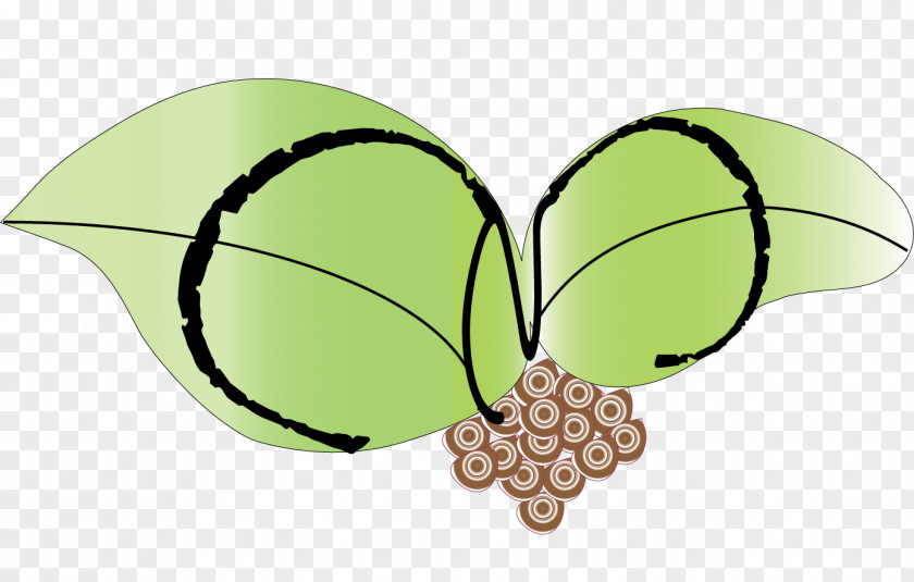 Butterfly Wing Insect Clip Art PNG